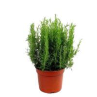 Warzywa - Zioła i natki - Rozmaryn