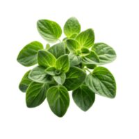 Warzywa - Zioła i natki - Oregano