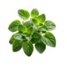 Oregano