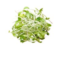 Kiełki warzyw - Kiełki słonecznika