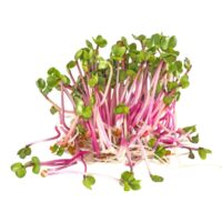 Kiełki warzyw - Kiełki rzodkiewki