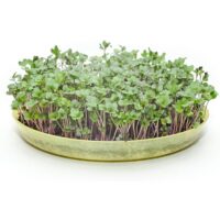 Kiełki warzyw - Kiełki jarmużu