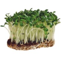 Kiełki warzyw - Kiełki brokuła