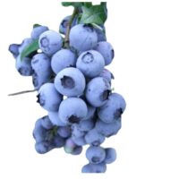 Owoce jagodowe - Borówka amerykańska 250g