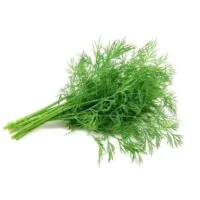 Warzywa - Zioła i natki - Koperek