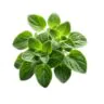 Oregano
