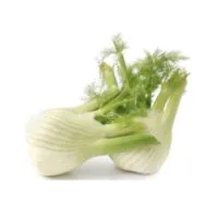 Warzywa - Zioła i natki - Koper Fenkuł